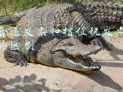 普通发票和增值税发票的区别
