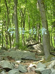学籍档案
