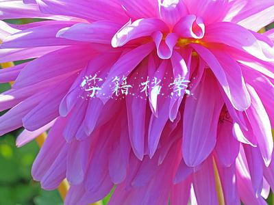 学籍档案