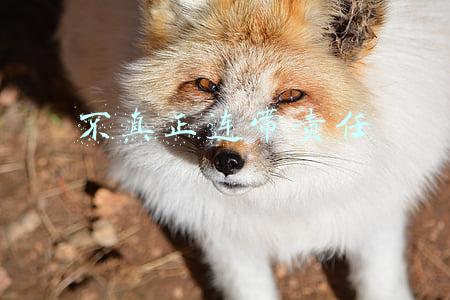 不真正连带责任