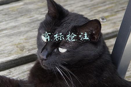 商标抢注