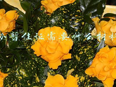 办暂住证需要什么材料