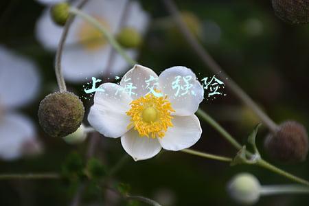 上海交强险