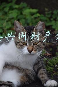 夫妻共同财产分割