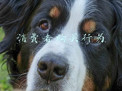 消费者购买行为