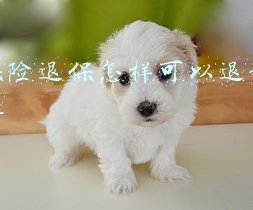 保险退保怎样可以退全款