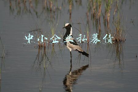 中小企业私募债