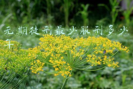 诈骗罪无期徒刑最少服刑多少年(诈骗罪会判多少年？)