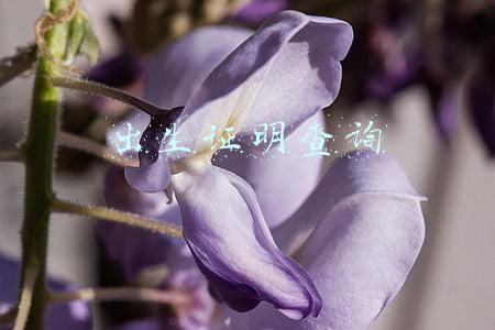 四川出生证明查询(不用跑大厅！成都随迁子女入学登记材料在天府市民云APP上便可下载)