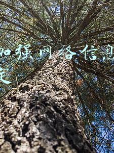 关于加强网络信息保护的决定