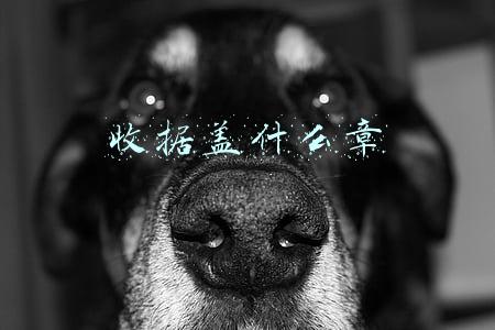 公司开收据盖什么章(收据盖什么章有效)