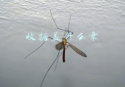 收据盖什么章