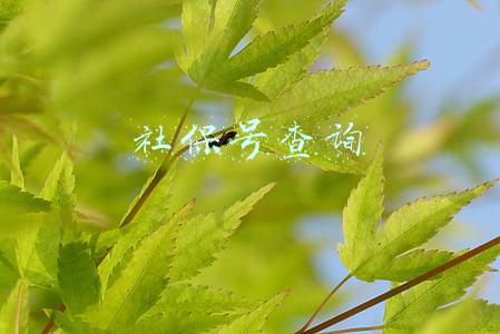 社保号查询