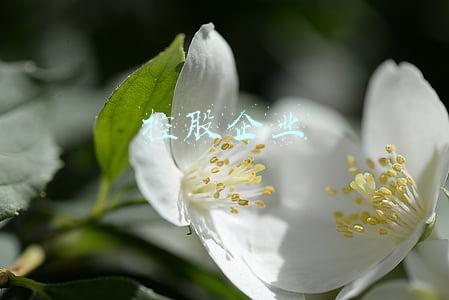 控股企业名称字号什么意思(集团公司的名称规定是怎样的？)