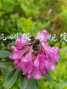 杭州限行规定