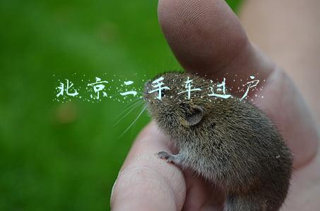 北京二手车过户