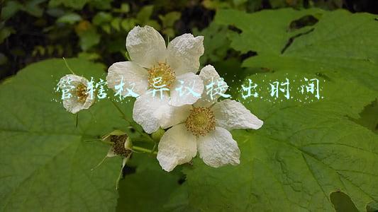 管辖权异议提出时间