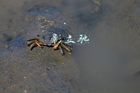 影立驰