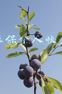 东莞社保个人帐户查询