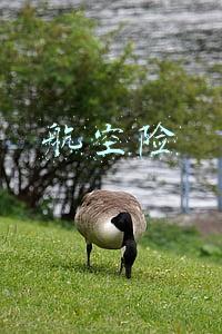 航空险