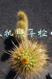 营业执照年检网站