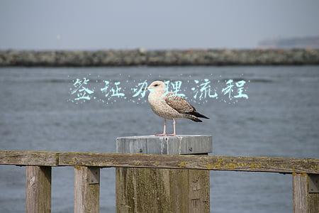 签证办理流程