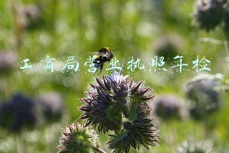 工商局营业执照年检