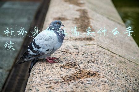 身份证丢失补办身份证需要什么手续(身份证丢失了该怎么办)