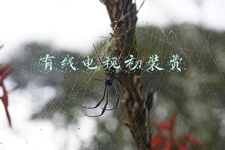 有线电视初装费必须交吗(交房时收取电视初装费,能强制业主安装吗)