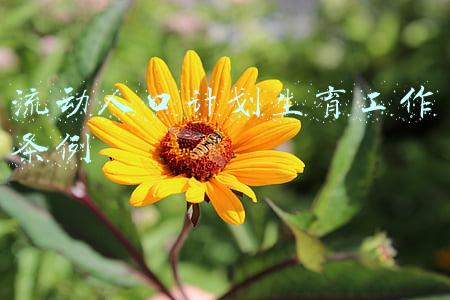 流动人口计划生育工作条例是什么(重磅！国务院废止《流动人口计划生育工作条例》等三项法规)