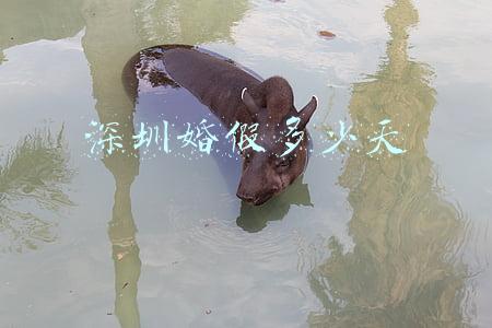深圳婚假多少天