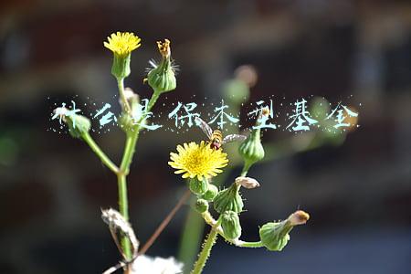 什么是保本型基金
