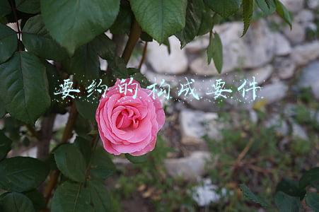 要约的构成要件有哪些,并进行说明(合同要约什么时候生效)