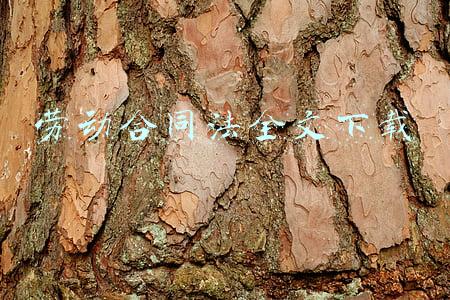 劳动合同法全文下载