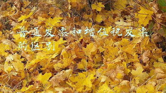 普通发票和增值税发票的区别