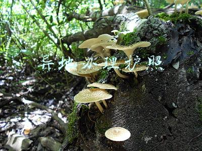异地办理护照