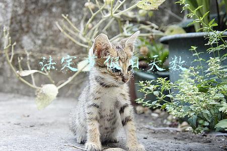 法定节假日天数