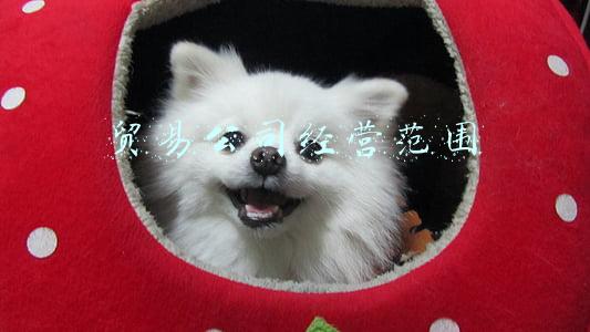 贸易公司经营范围