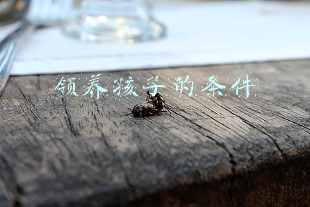 领养孩子的条件