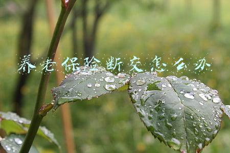 养老保险断交怎么办