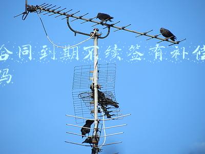 合同到期不续签有补偿吗
