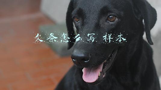 欠条怎么写 样本