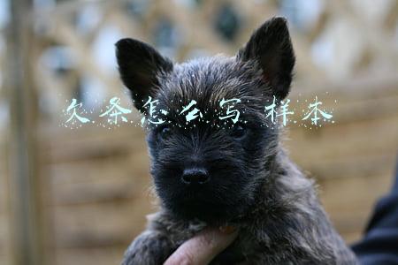 欠条怎么写 样本