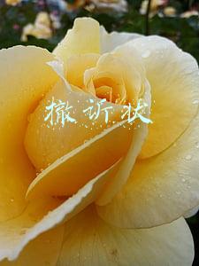 撤诉状