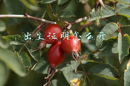 出生证明怎么开