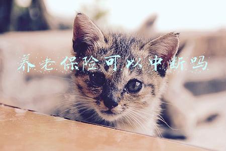 养老保险可以中断吗