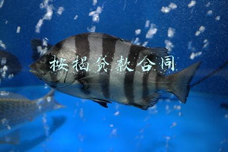 按揭贷款合同