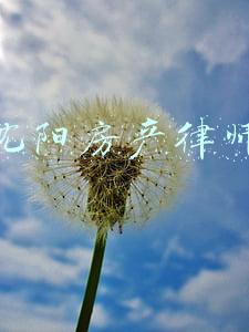 沈阳专业律师(辽宁省公安厅关于聘任2022年度法律顾问单位的公告)