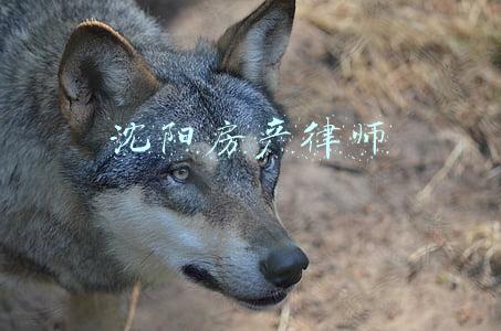 沈阳房产律师