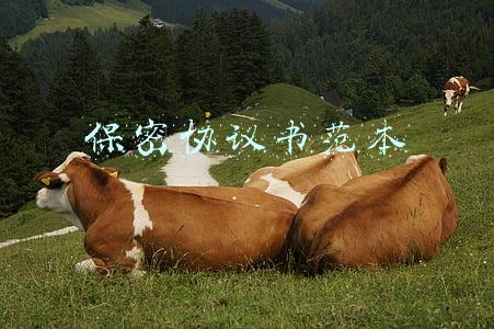 商业保密协议书范本(商业合作保密协议)